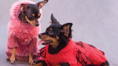 How to knit clothes for toy Terrier