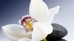 Как сплести орхидею из бисера