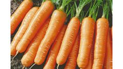 Как сохранить морковь зимой