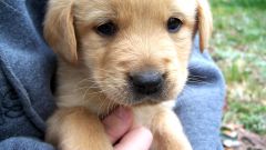 How to clean the ears of the puppy