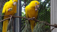 Как лечить понос у попугая