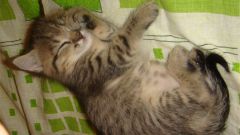 Как приучить котенка спать ночью