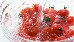 Как вырастить огурцы и помидоры