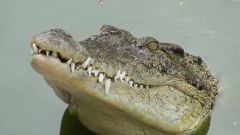 Как сделать маску крокодила