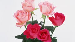How to prune potted roses