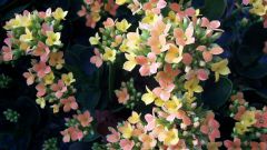 How to repot Kalanchoe