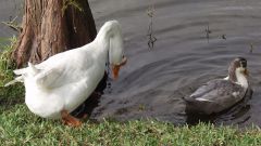 How to distinguish a duck from a goose