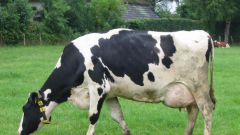 Как лечить мастит у коров