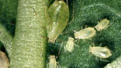 How to withdraw aphids