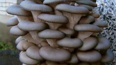 How to make oyster mushroom mycelium