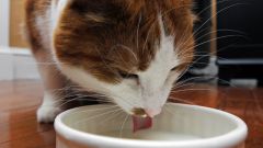 Как заставить кошку пить