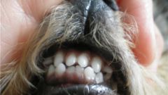 How to fix an overbite in dogs