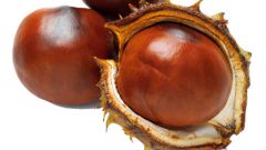 How to grow a chestnut from a fruit