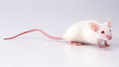 Как определить пол у мышей