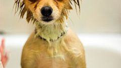 How to bathe a Chihuahua