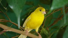 How to teach a Canary to sing