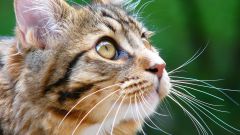 How to wean cat scratching and biting