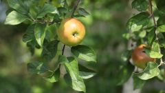 Как посадить яблоневый сад