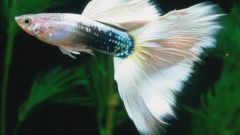 How to feed guppy fry