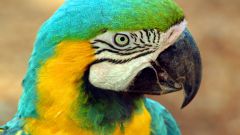 Как лечить попугая от насморка