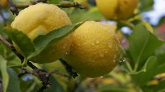 Как посадить черенок лимона