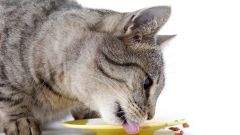 Как приучить кота к домашней еде