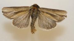 How to get rid of moths in cereals