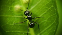 Как избавиться от чёрных муравьев