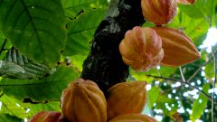 How to grow cocoa