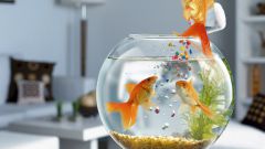 How to keep the fish in the aquarium