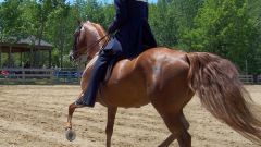 Как заставить лошадь перейти на более быстрый аллюр