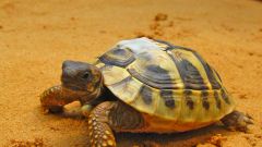 Возраст черепахи: как определить по таблице