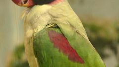 Как приручить ожерелового попугая