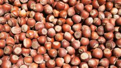 How to grow filbert nuts