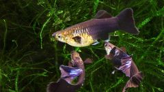 How to distinguish male and female guppies