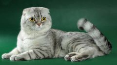 How to feed the Scottish fold
