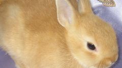 Как узнать породу кролика