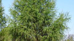 How to grow larch