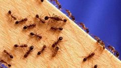 Как избавиться от маленьких муравьев