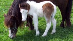 How to name the foal