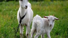 How to drink goat milk