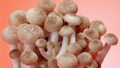 Как приготовить сушеные грибы