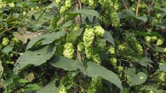 How to plant hops