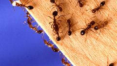 Как уничтожить домашних муравьев