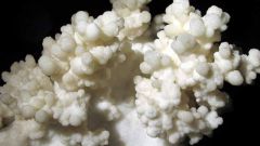 How to clean coral