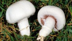 Как выращивать грибы в теплицах