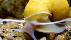 Why the need for snails in the aquarium