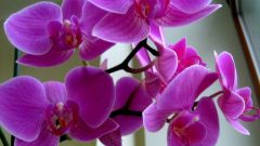 Почему желтеет орхидея