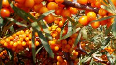 How to get rid of buckthorn