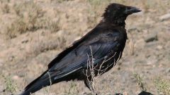How to keep crow